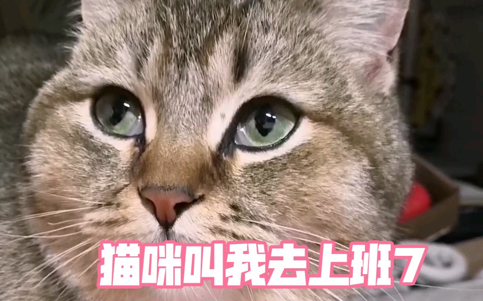 手机版猫闲闲鱼管家下载安装-第2张图片-太平洋在线下载