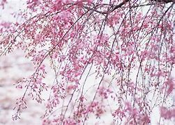 夜间梅手机版梅兰竹菊花鸟四条屏晚间放大漏哦