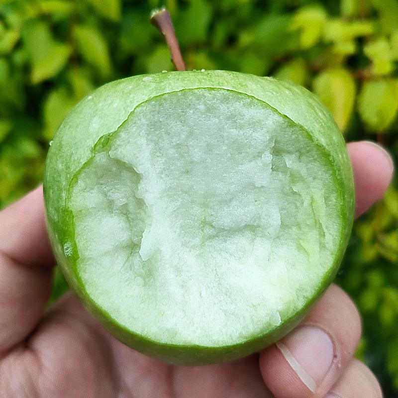 学生版青苹果早恋就像青苹果