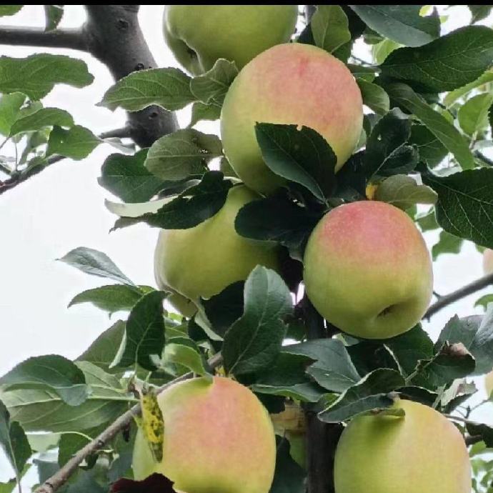 学生版青苹果早恋就像青苹果-第2张图片-太平洋在线下载