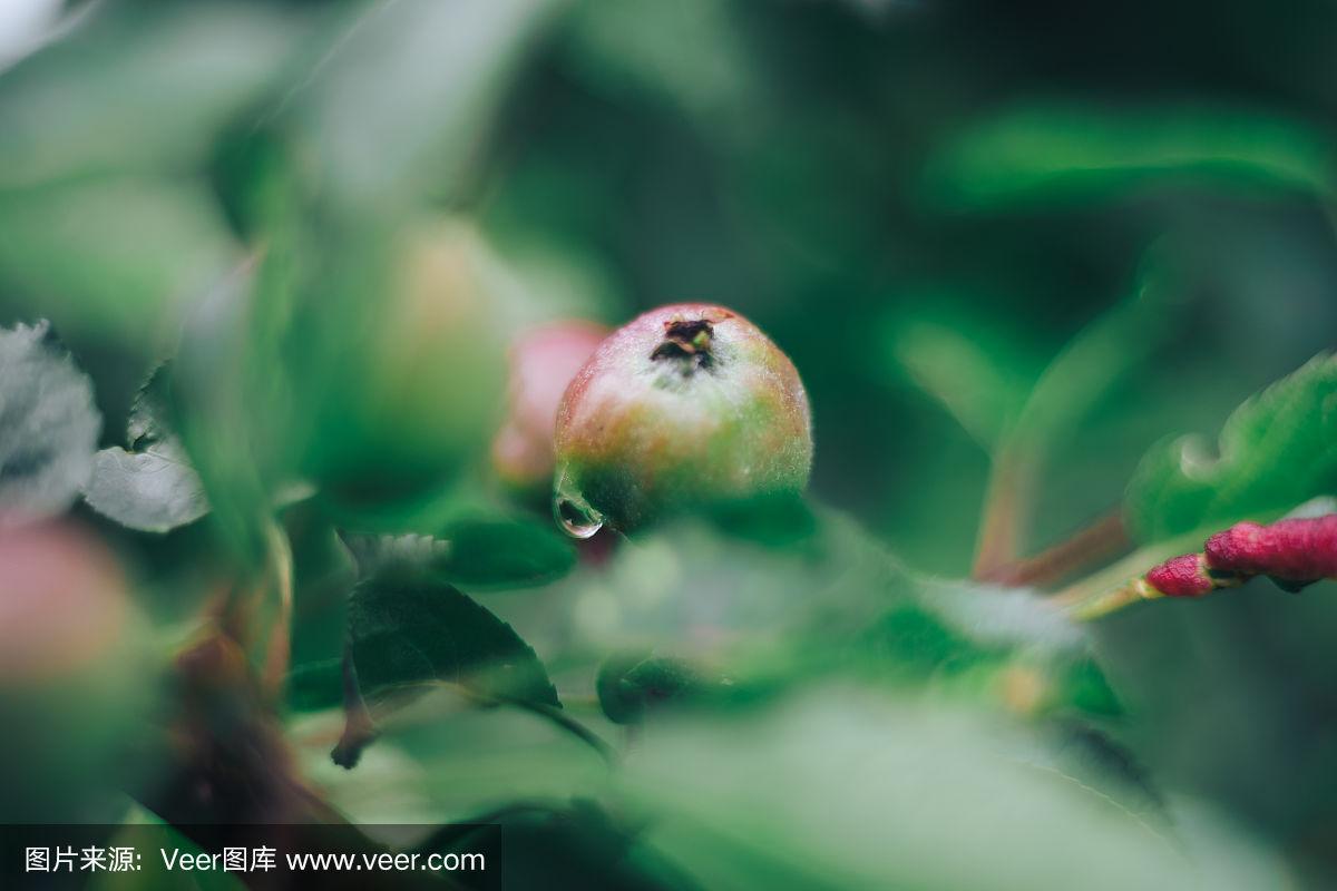 长版小苹果葫芦丝版小苹果
