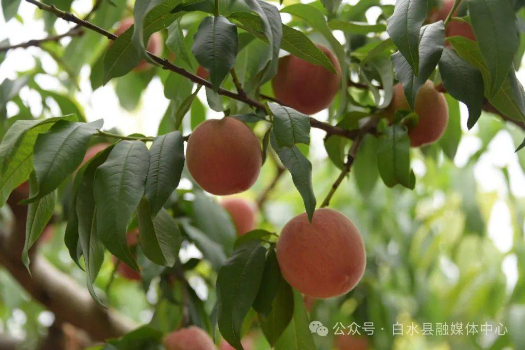 811tv蜜桃苹果版苹果8升级133怎么样-第2张图片-太平洋在线下载