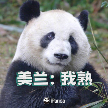 ipanda客户端ipad如何下载优酷客户端-第2张图片-太平洋在线下载